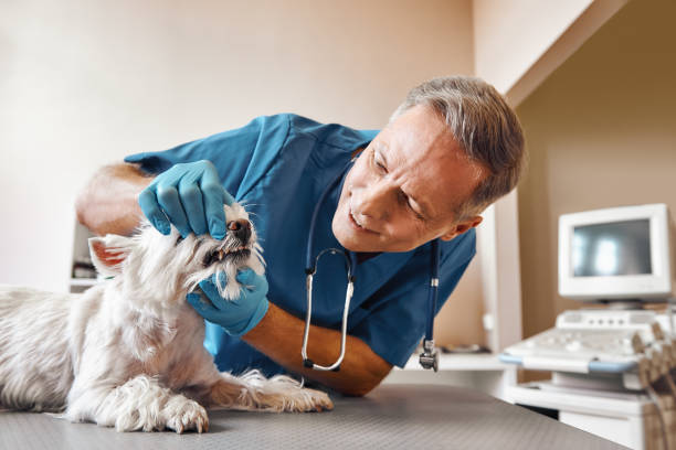 Best Emergency Treatment for Oral Infections in Wheat Ridge, CO